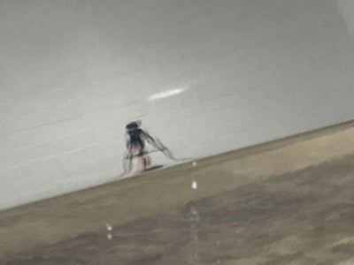 2017 Chevrolet Colorado 4WD LT